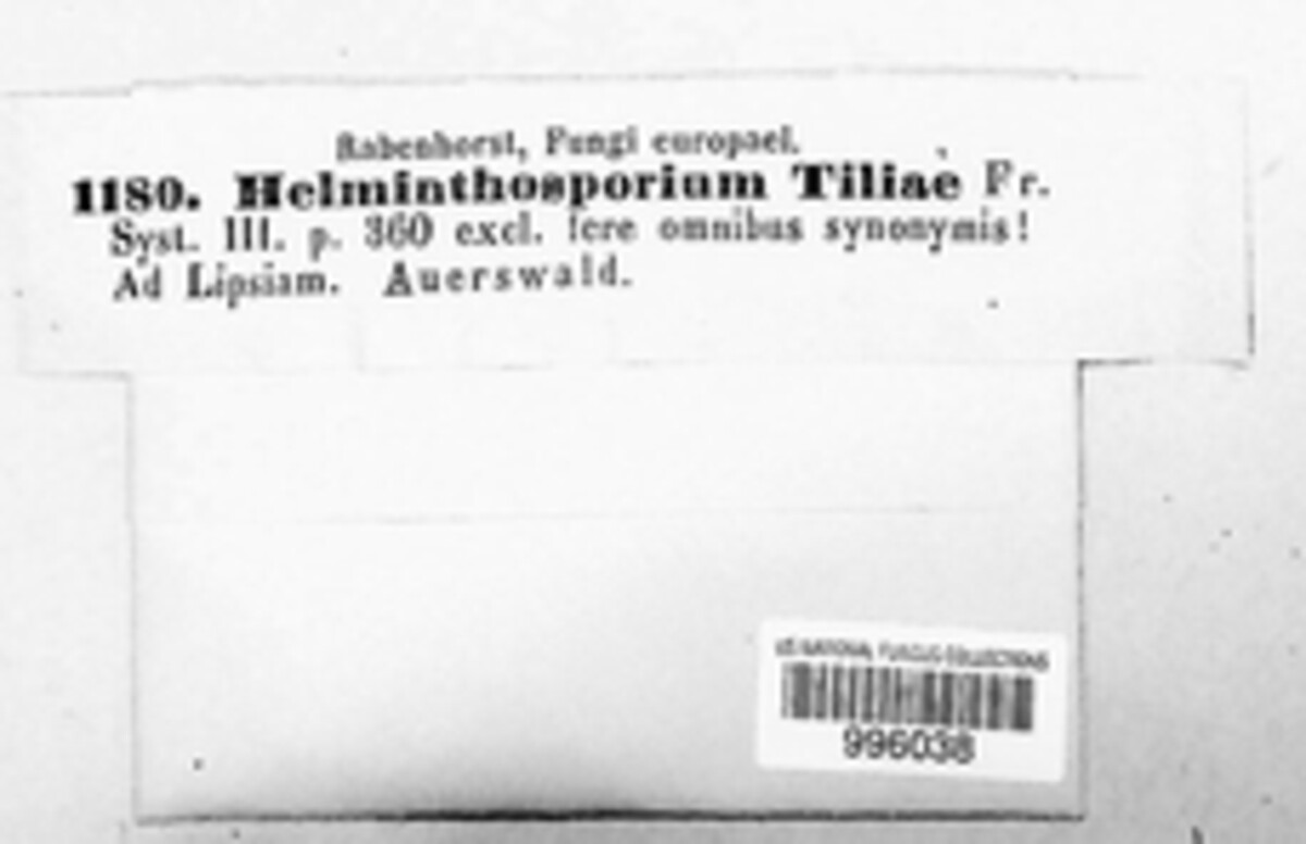 Helminthosporium tiliae image